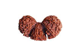 Trijuti