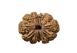11 mukhi Nepal with 11 fully seeds mature 39 m.m 8.10 gm weight super bead