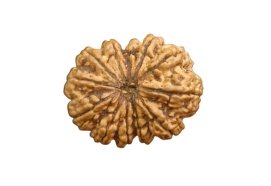 12 mukhi with 12 Fully seeds mature inside 38 m.m 7 gm weight super bead