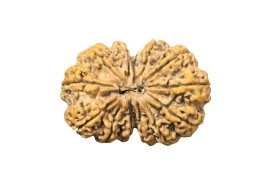13 mukhi  Gaurishnkr fully 13 seeds mature 40 m.m 8 gm weight super bead