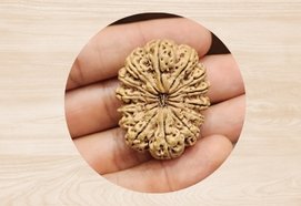 14 Mukhi Rudraksha