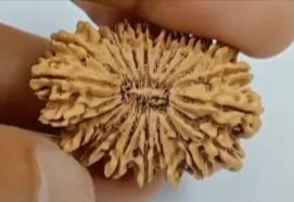 21 Mukhi Nepali Rudraksha