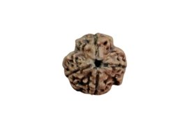 4 mukhi 22 mm size