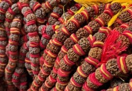 5 Mukhi Rudraksha