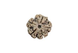 5 mukhi 22 mm size