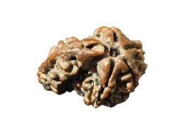 5+1 mukhi sawaar Nepal rudraksha