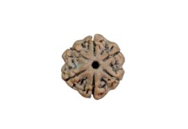 6 mukhi 22 mm size