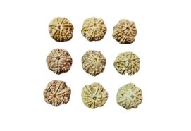 7 Mukhi Nepali Rudraksha