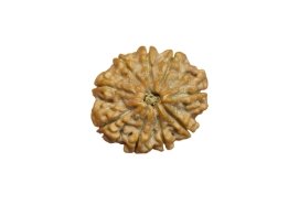 9 mukhi 9 seed nepal rudraksha