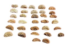 Ek Mukhi Half Moon Rudraksha