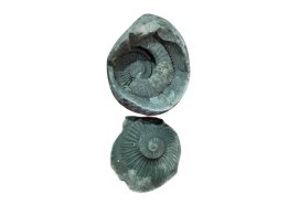 Sudarshan Chakra Shaligram