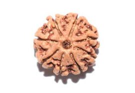 8 Mukhi Rudraksha
