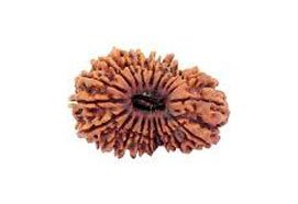 18 Mukhi Rudraksha