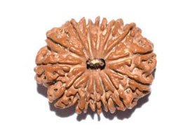 14 Mukhi Rudraksha