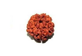 1 Mukhi Rudraksha