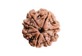 7 Mukhi Rudraksha