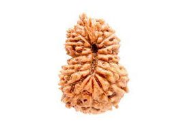 16 Mukhi Rudraksha